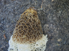 Phallus haitangensis