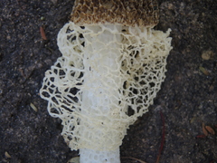 Phallus haitangensis