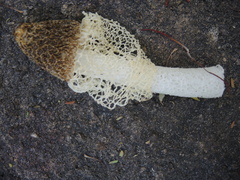 Phallus haitangensis