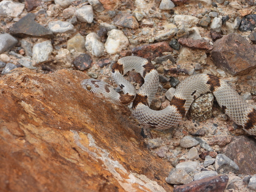 Texas Lyre Snake