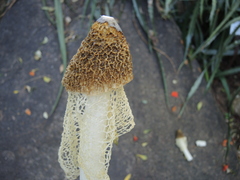 Phallus haitangensis