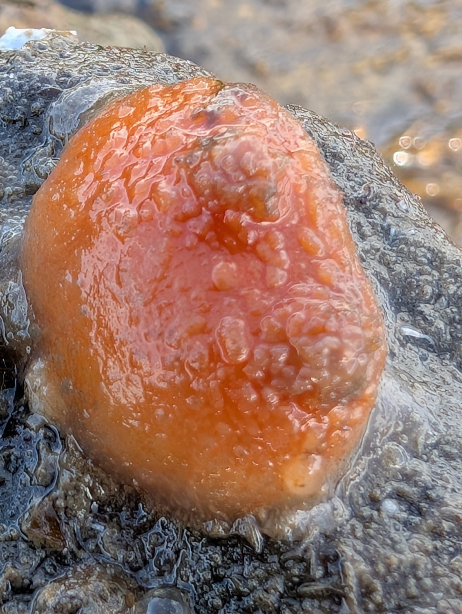 Asterocarpa humilis (Heller, 1878)