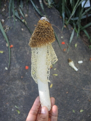 Phallus haitangensis