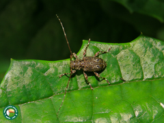 Oedopeza umbrosa