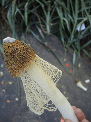 Phallus haitangensis