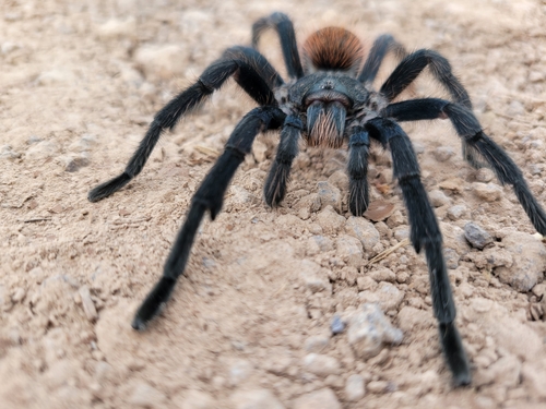 Mexican Black Velvet Tarantula