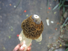 Phallus haitangensis