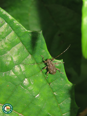 Oedopeza umbrosa