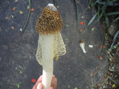 Phallus haitangensis