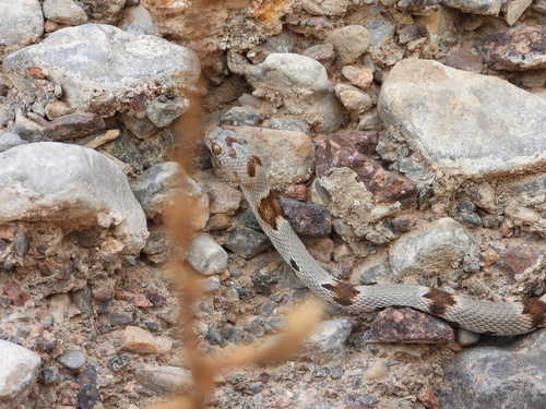 Texas Lyre Snake