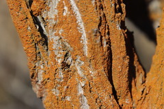 Dufourea