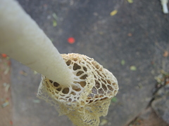 Phallus haitangensis