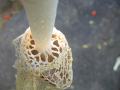 Phallus haitangensis