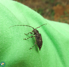 Oedopeza umbrosa