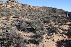 Tylecodon wallichii ecklonianus