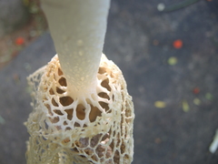Phallus haitangensis