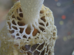 Phallus haitangensis