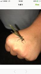 Calopteryx splendens