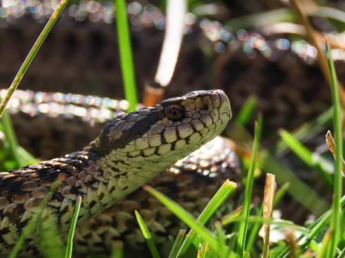 Meadow Viper, photo 2 of 10