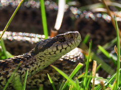 Meadow Viper photo 2