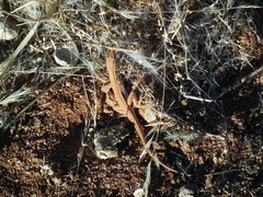 Pedioplanis lineoocellata