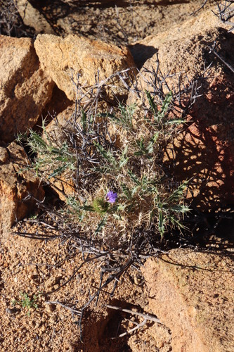 Image of Acanthopsis horrida by (c) Tony Rebelo, some rights reserved (CC BY-SA)
