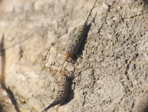 Machilinus rupestris