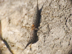Machilinus rupestris