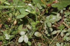 Trifolium monanthum