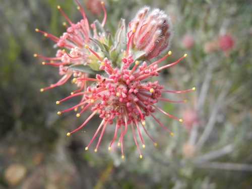 Arid Pincushion