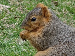 Sciurus niger
