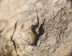 Machilinus rupestris