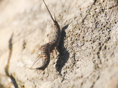 Machilinus rupestris