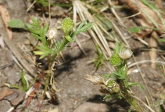 Matricaria