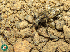Aegomorphus jaspideus