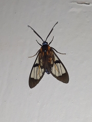 Cosmosoma centralis