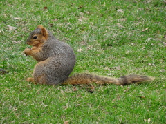 Sciurus niger