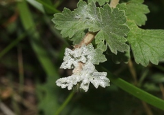 Podosphaera mors-uvae