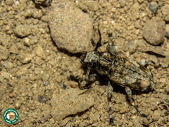 Aegomorphus jaspideus