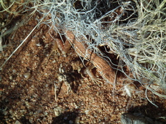 Pedioplanis lineoocellata