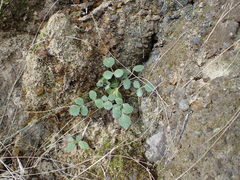 Gingidia montana
