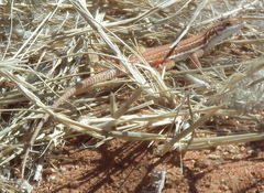 Pedioplanis lineoocellata