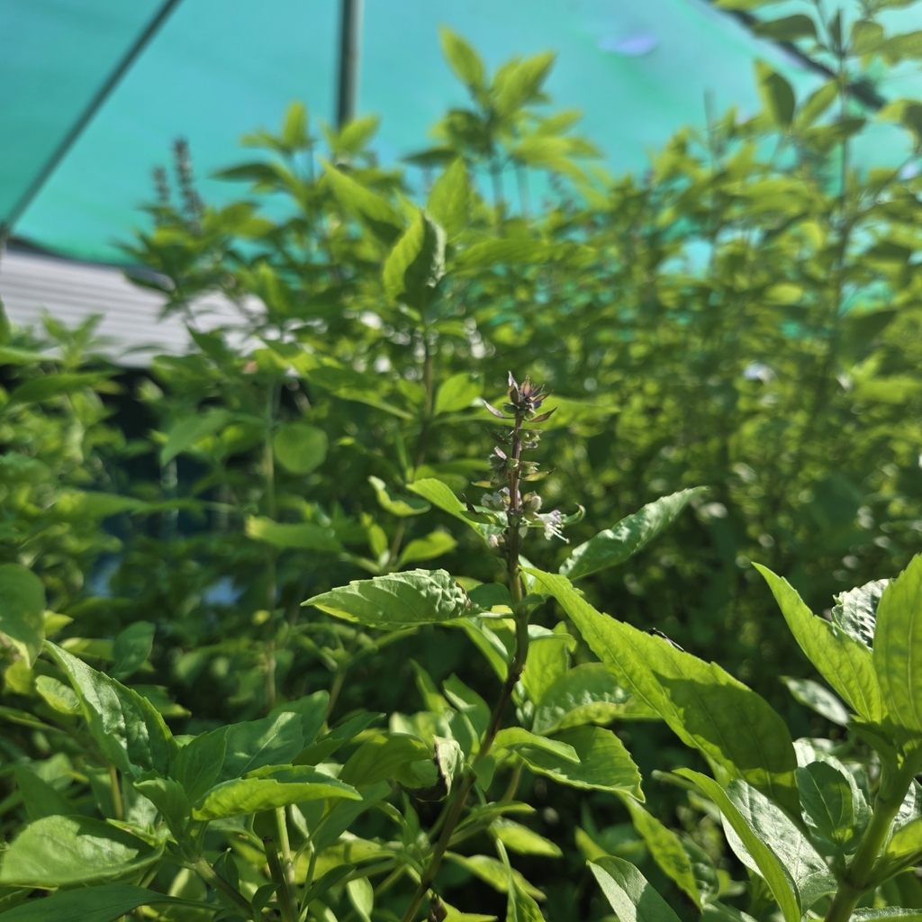 Ocimum basilicum