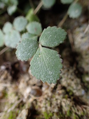 Gingidia montana