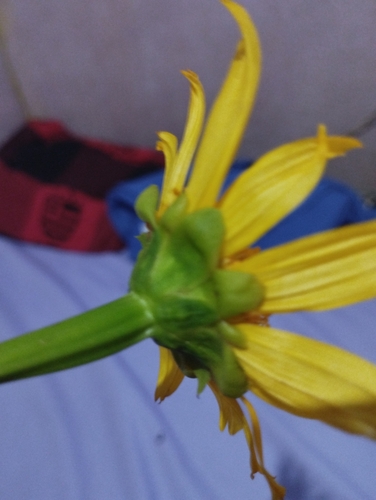 Mexican sunflower