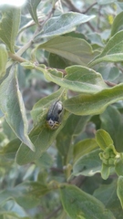 Physonota puncticollis