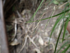 Poa anceps