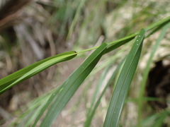 Poa anceps