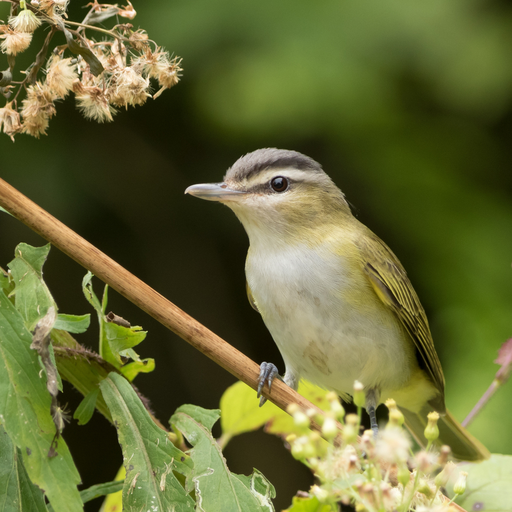 Chiví / Verderón Chivi, Vireo chivi