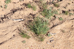 Heliophila variabilis